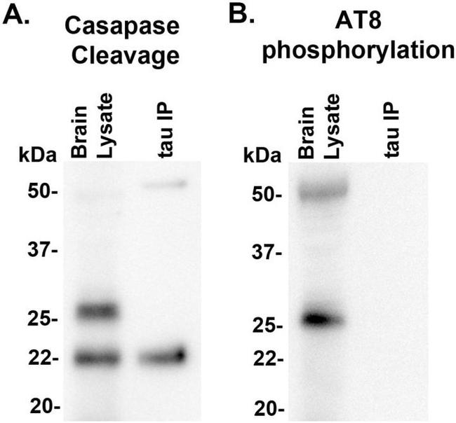 Tau (Cleaved Asp421, Asp422) Antibody in Western Blot (WB)