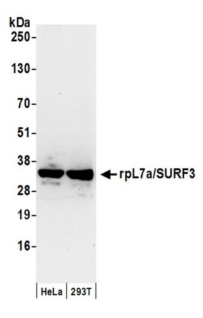 rpL7a/SURF3 Antibody in Western Blot (WB)