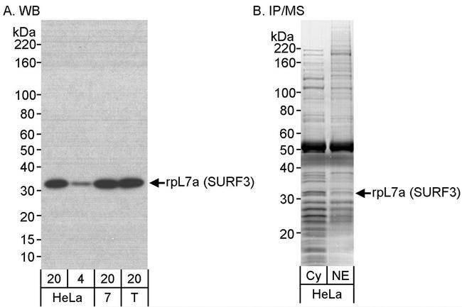 rpL7a/SURF3 Antibody in Western Blot (WB)