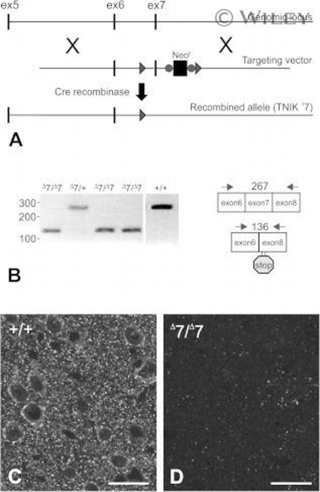 TNIK Antibody in Immunocytochemistry (ICC/IF)