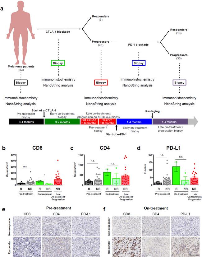 CD8 alpha Antibody in Immunohistochemistry, Immunohistochemistry (Paraffin) (IHC, IHC (P))