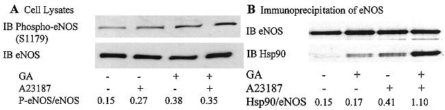 eNOS Antibody in Western Blot, Immunoprecipitation (WB, IP)