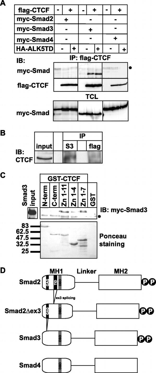 SMAD3 Antibody in Western Blot, Immunoprecipitation (WB, IP)