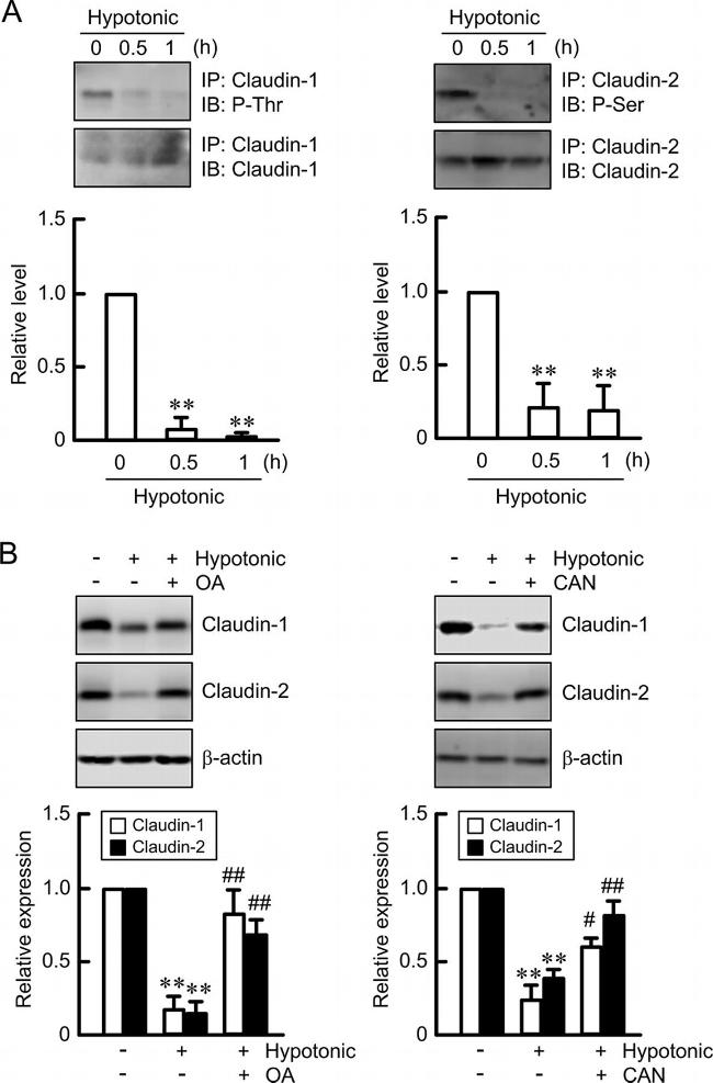 Claudin 2 Antibody in Western Blot, Immunoprecipitation (WB, IP)