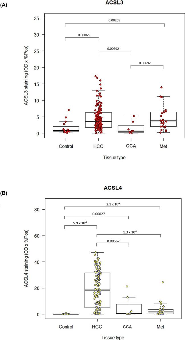 ACSL3 Antibody in Immunohistochemistry (IHC)