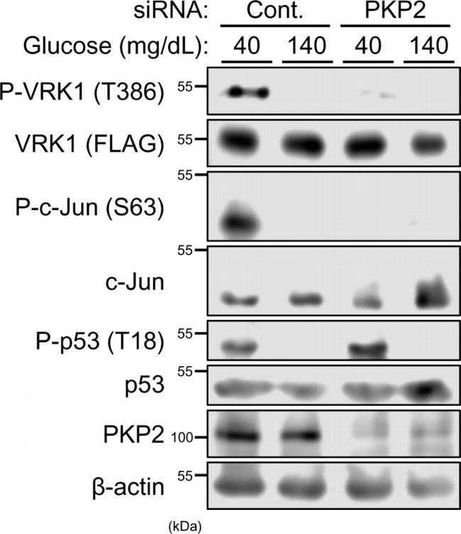 Phospho-p53 (Thr18) Antibody in Western Blot (WB)
