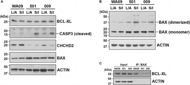 Bax Antibody in Western Blot, Immunoprecipitation (WB, IP)
