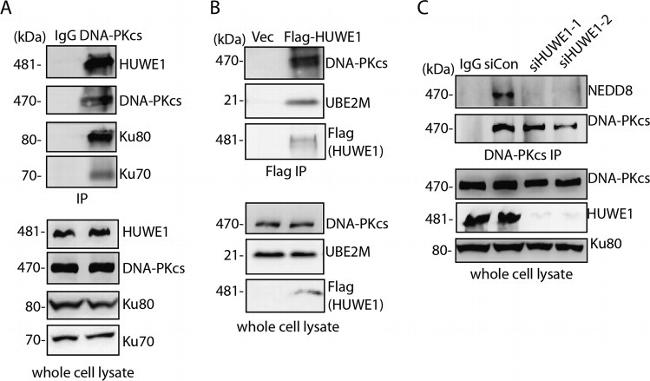 DNA-PK Antibody in Western Blot, Immunoprecipitation (WB, IP)