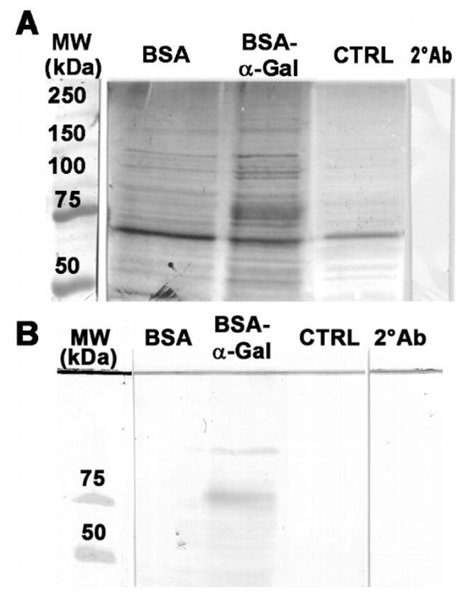 Bovine Serum Albumin Antibody in Western Blot (WB)
