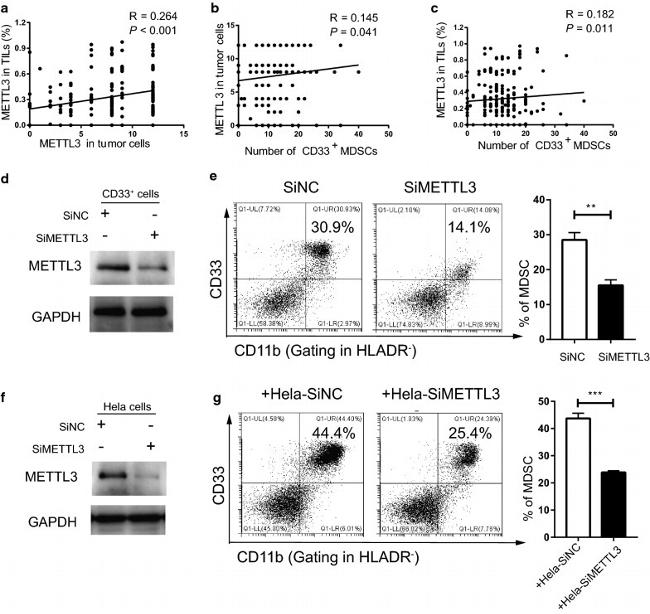 HLADR Antibody, PE (12995642)