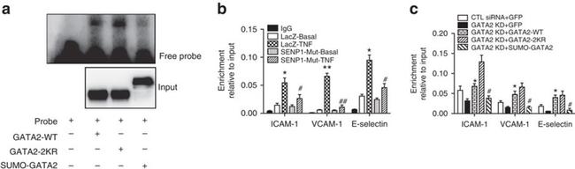 CD54 (ICAM-1) Antibody in ChIP Assay (ChIP)