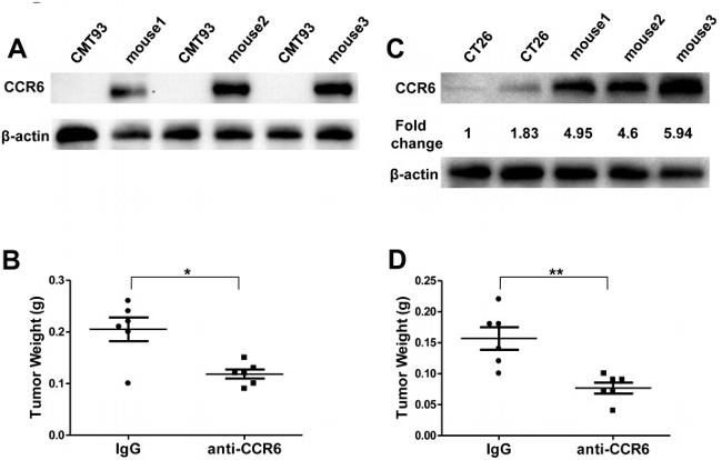 CD196 (CCR6) Antibody in Western Blot (WB)