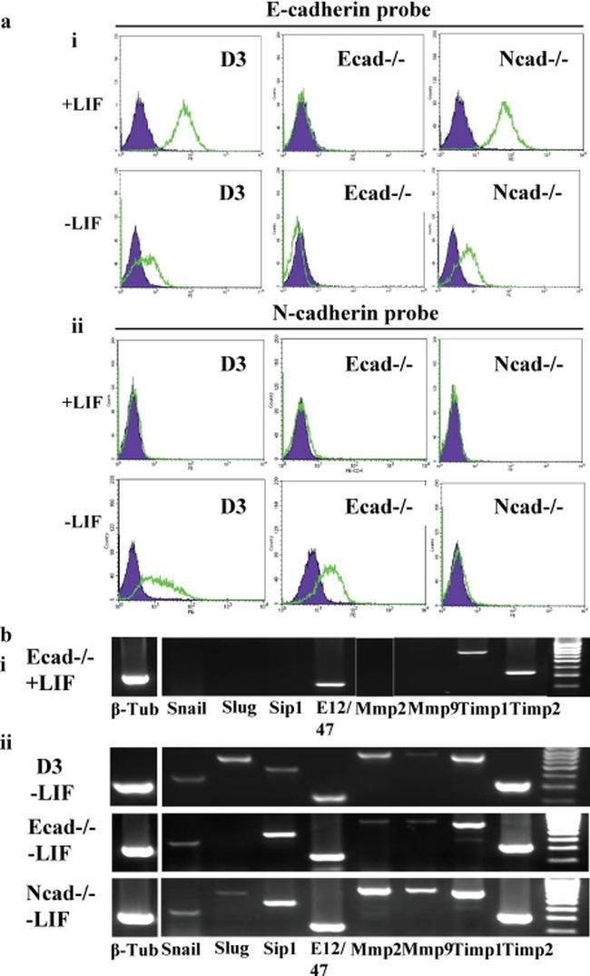 CD324 (E-Cadherin) Antibody in Flow Cytometry (Flow)