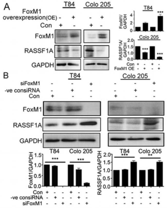 RASSF1A Antibody in Western Blot (WB)