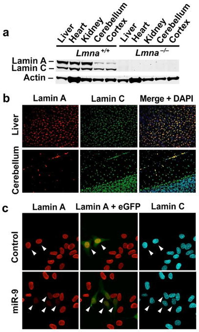Lamin A/C Antibody in Western Blot (WB)