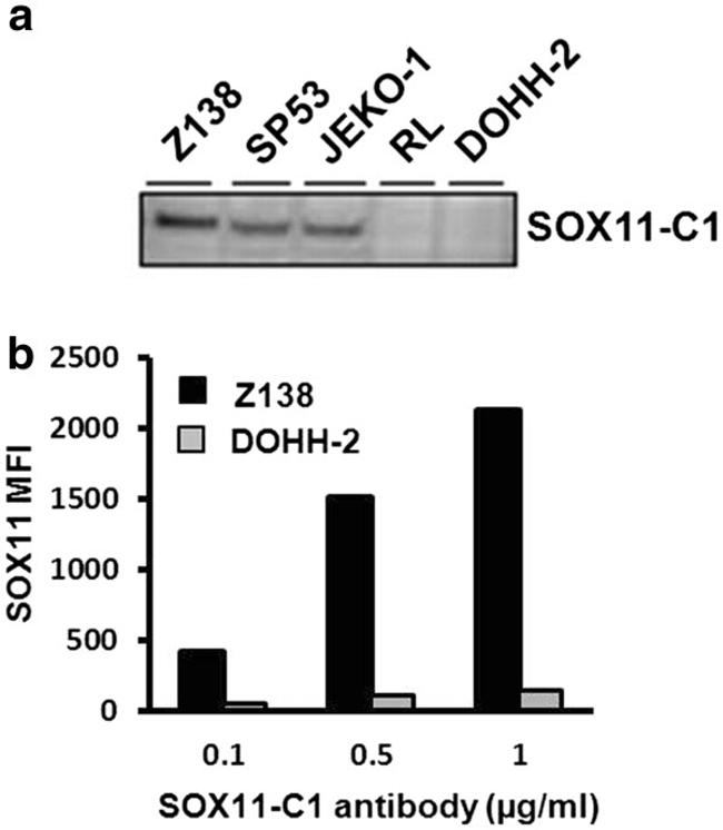 SOX11 Antibody in Western Blot (WB)