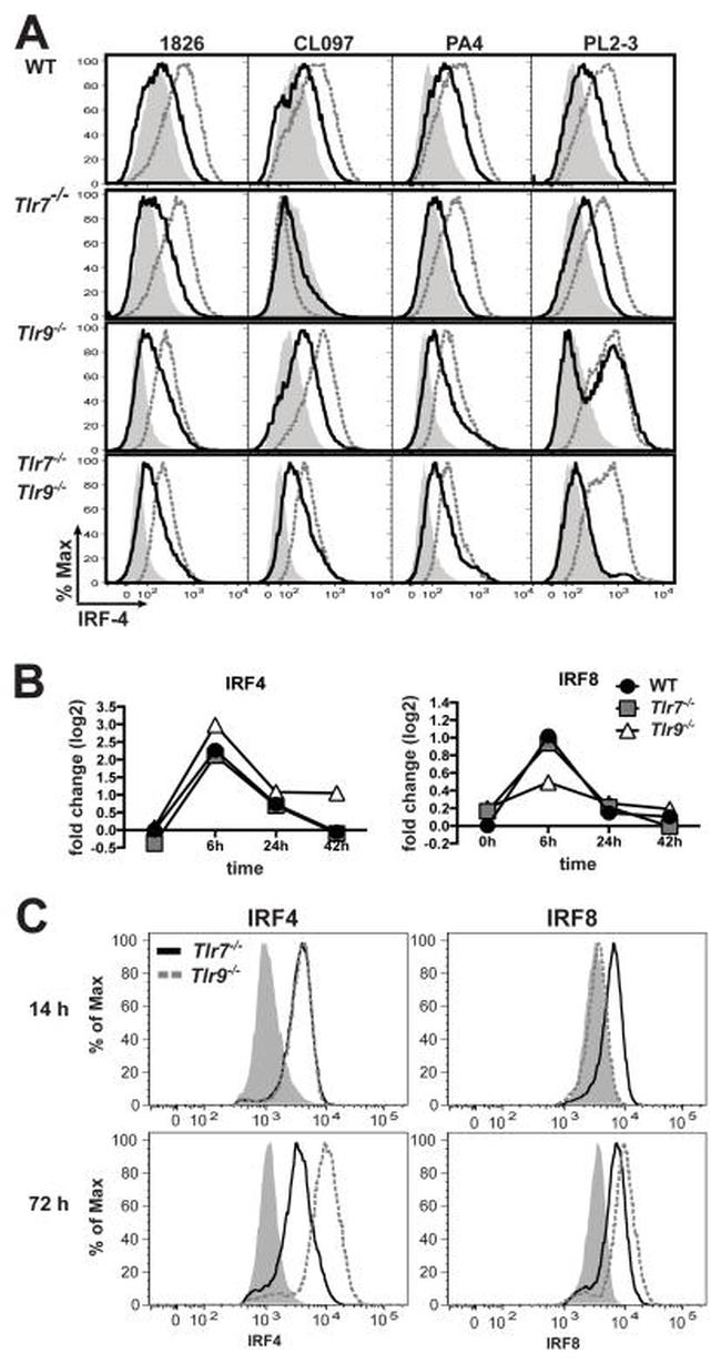IRF8 Antibody in Flow Cytometry (Flow)
