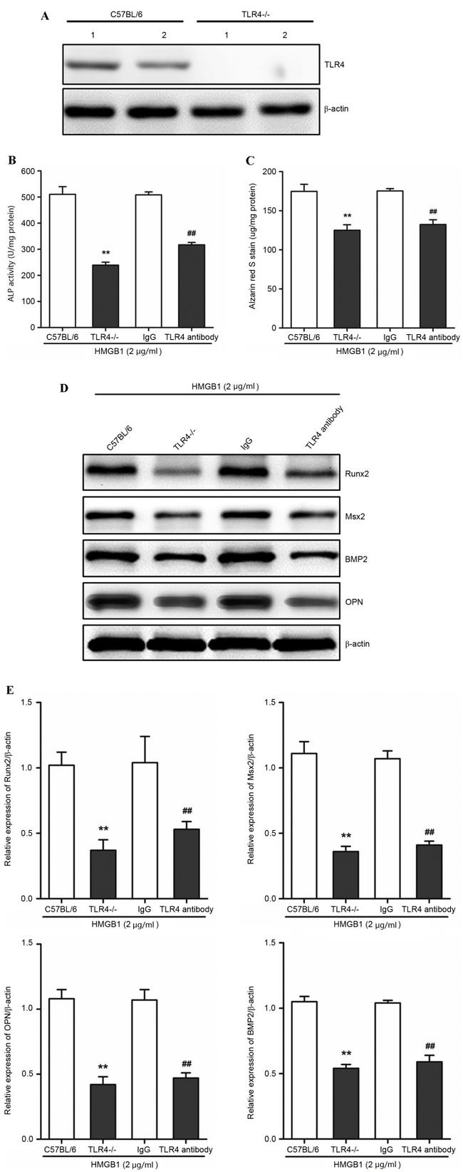 TLR4/MD-2 Complex Antibody in Neutralization (Neu)