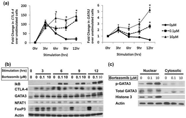 Gata-3 Antibody in Flow Cytometry (Flow)