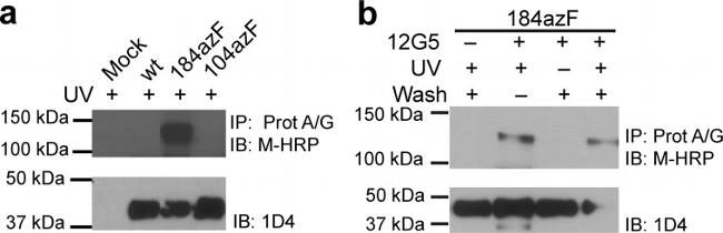 CD184 (CXCR4) Antibody in Western Blot, Neutralization (WB, Neu)