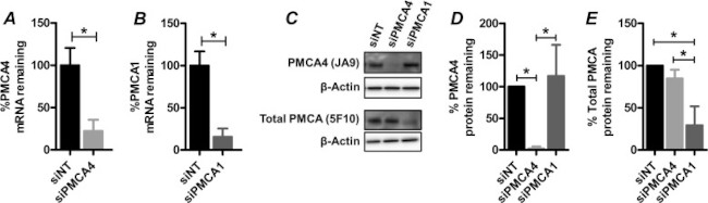 PMCA ATPase Antibody