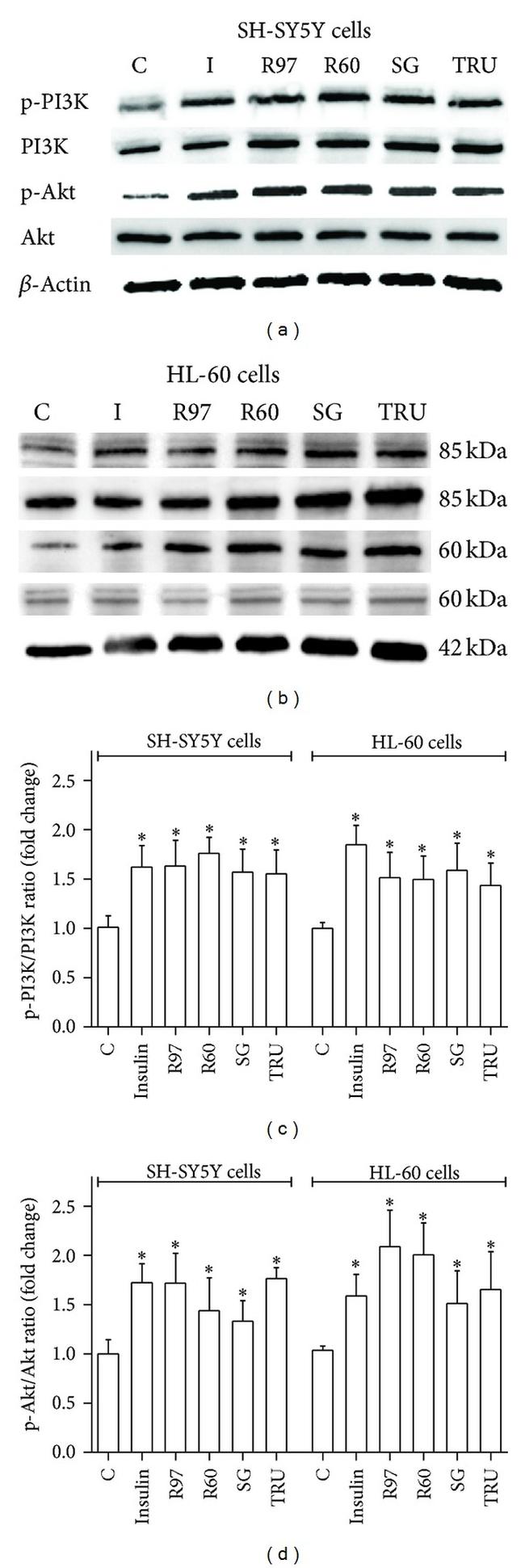 Phospho-PI3K p85/p55 (Tyr458, Tyr199) Antibody