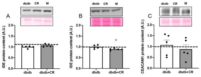 CD66a (CEACAM1) Antibody in Western Blot (WB)