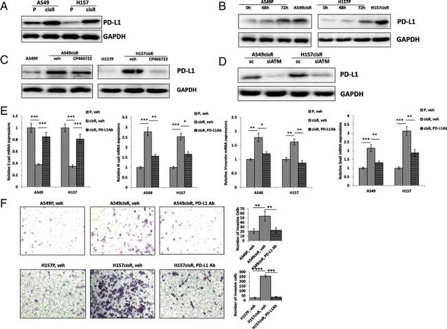 CD274 (PD-L1, B7-H1) Antibody in Neutralization (Neu)