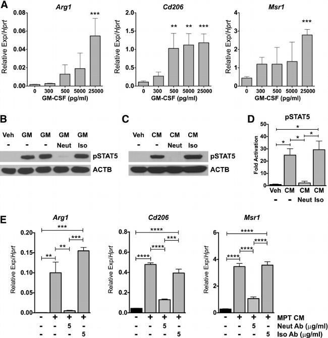 GM-CSF Antibody in Neutralization (Neu)