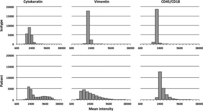 Vimentin Antibody in Immunocytochemistry (ICC/IF)