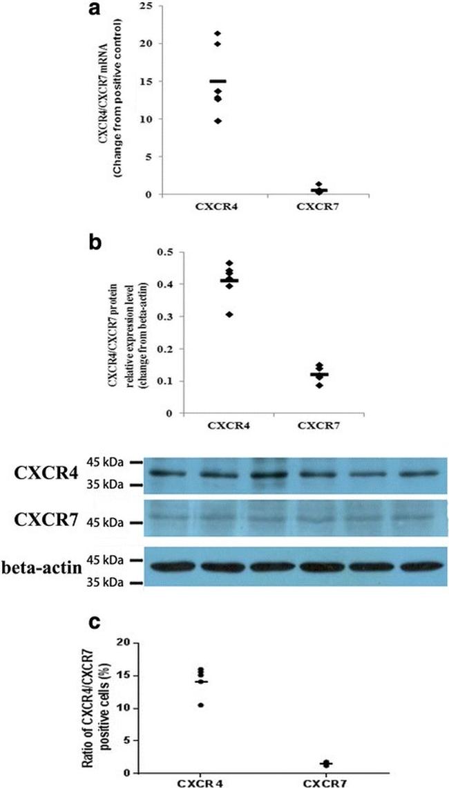 CD184 (CXCR4) Antibody in Flow Cytometry (Flow)