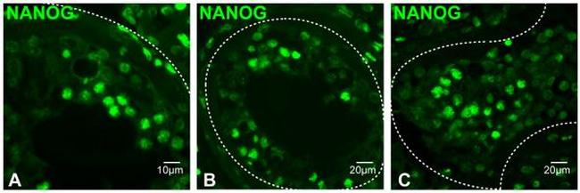 Nanog Antibody in Immunohistochemistry (IHC)