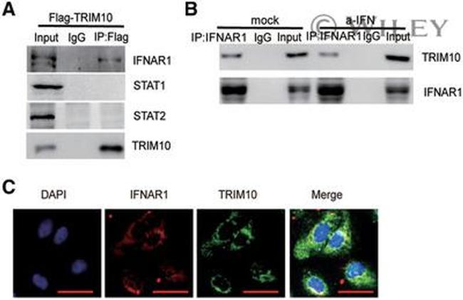 TRIM10 Antibody in Western Blot, Immunocytochemistry (WB, ICC/IF)