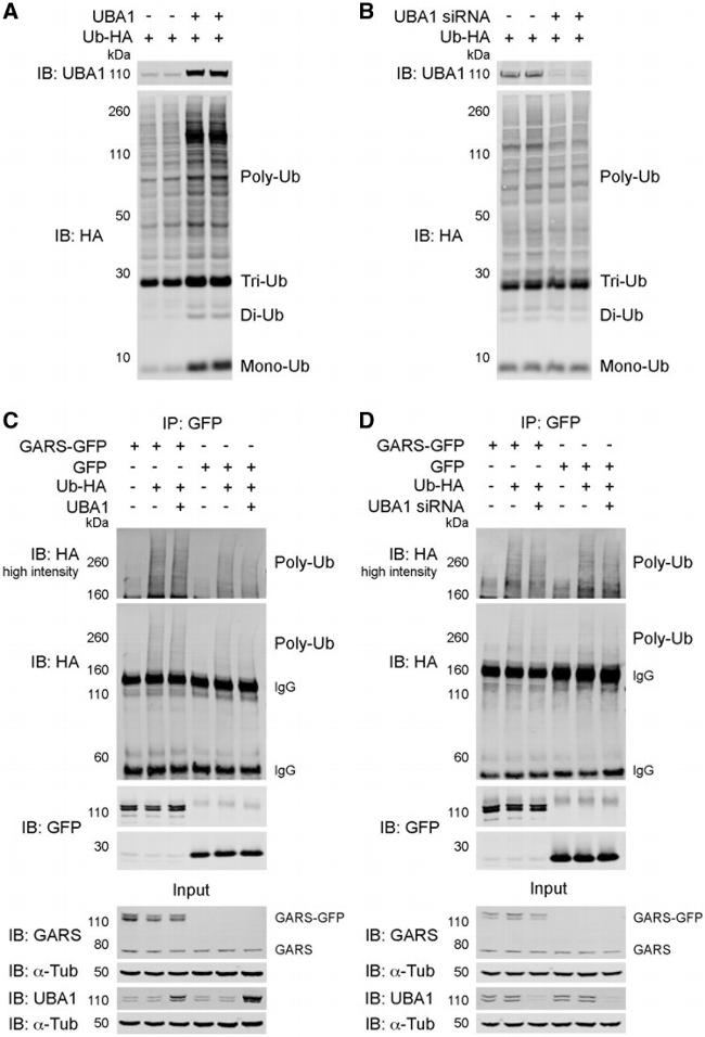 UBE1 Isoform A/B Antibody in Western Blot (WB)