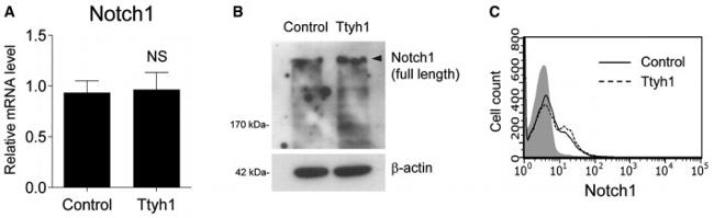 NOTCH1 Antibody in Flow Cytometry (Flow)