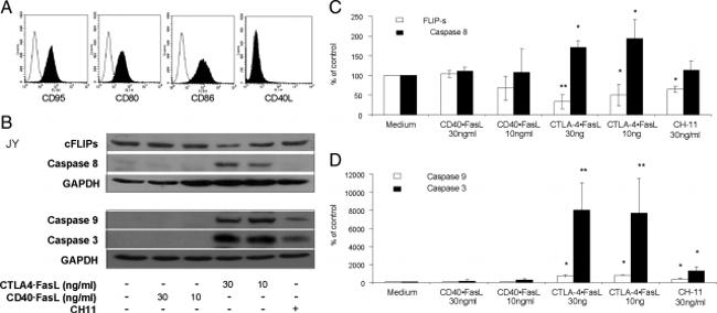 CD95 (APO-1/Fas) Antibody in Flow Cytometry (Flow)