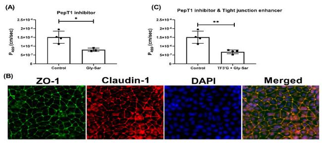 Claudin 1 Antibody in Immunocytochemistry (ICC/IF)