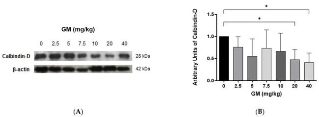 Calbindin D28K Antibody in Western Blot (WB)