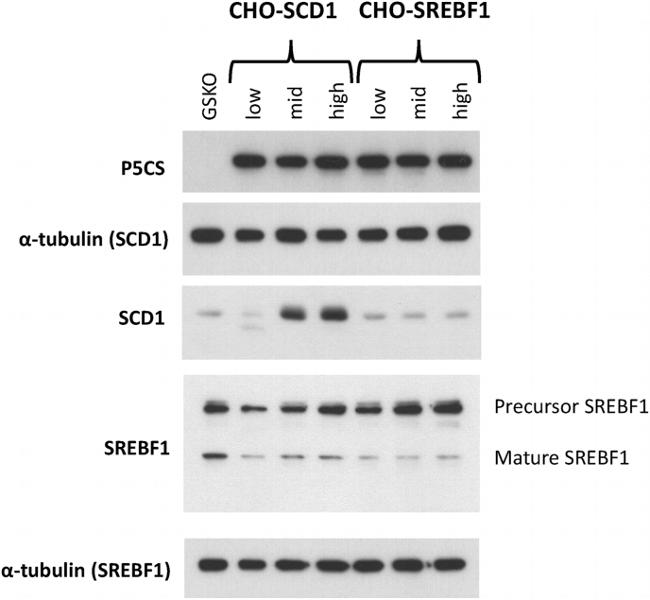 SREBP1 Antibody in Western Blot (WB)