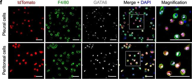 Rat IgG (H+L) Highly Cross-Adsorbed Secondary Antibody in Immunohistochemistry (IHC)