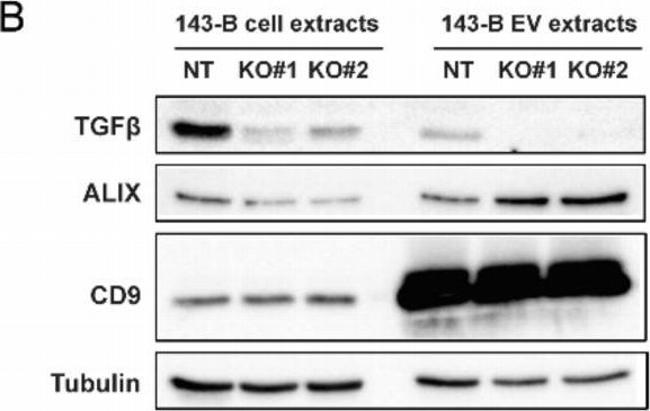 Mouse IgG, IgM, IgA (H+L) Secondary Antibody in Western Blot (WB)