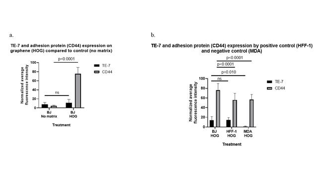 CD44 Antibody in Immunocytochemistry (ICC/IF)
