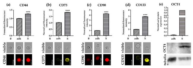 CD44 Antibody in Immunocytochemistry, Flow Cytometry (ICC/IF, Flow)