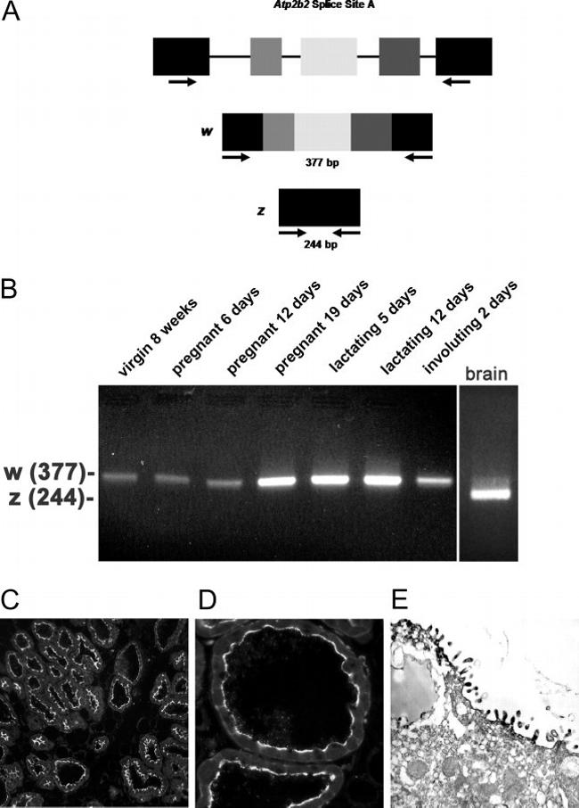 PMCA2 ATPase Antibody in Immunohistochemistry (IHC)