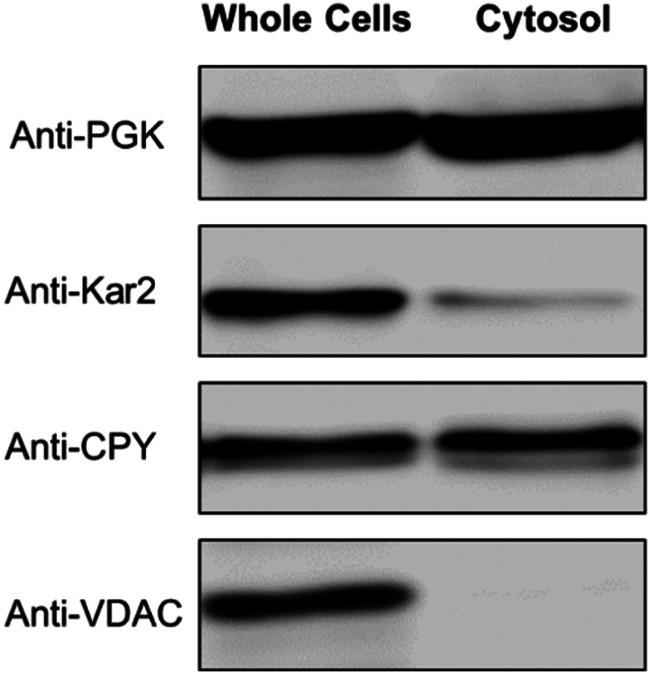 Carboxypeptidase Y Antibody in Western Blot (WB)