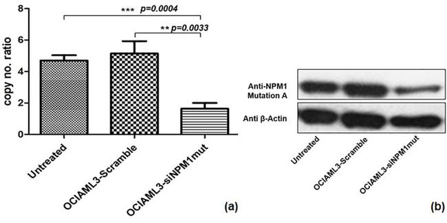 NPM1 (mutant) Antibody in Western Blot (WB)