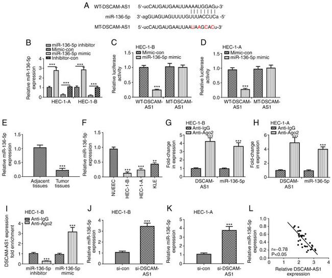 AGO2 Antibody in RNA Immunoprecipitation (RIP)