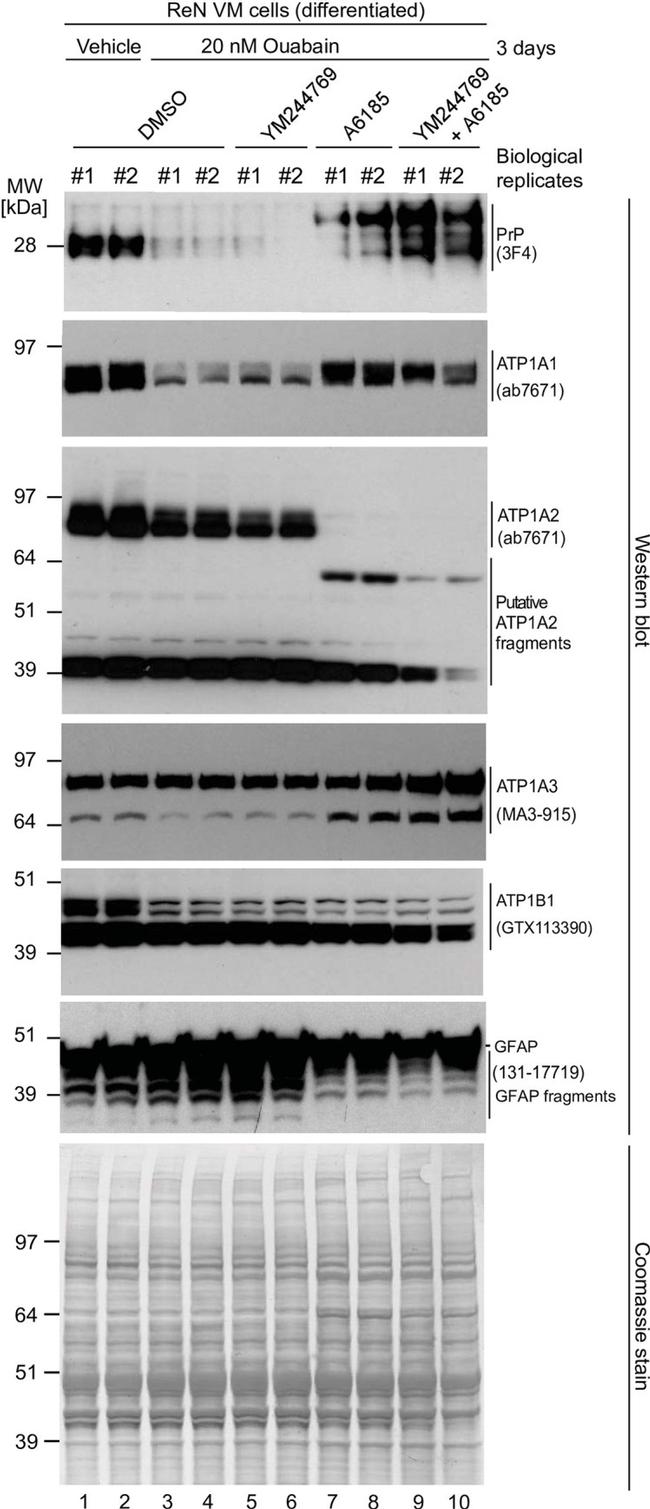 ATP1A3 Antibody in Western Blot (WB)