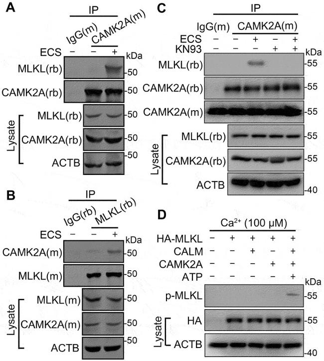 CaMKII alpha Antibody in Western Blot, Immunoprecipitation (WB, IP)