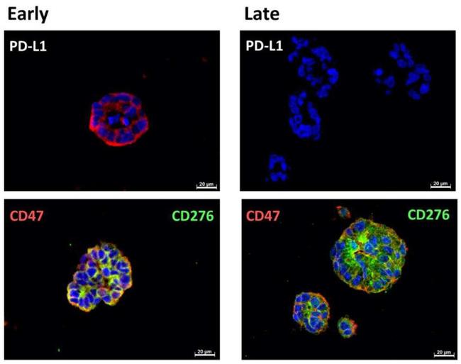 CD47 Antibody in Immunohistochemistry (Paraffin) (IHC (P))
